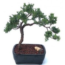 Juniper Bonsai Tree - Trained(juniper procumbens nana)