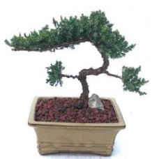 Juniper Bonsai Tree - Trained
(juniper procumbens nana)