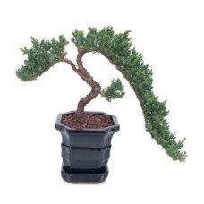 Juniper Bonsai Tree - Trained(juniper procumbens nana)