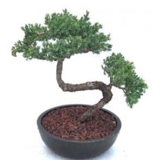Juniper Bonsai Tree - Trained(juniper procumbens nana)