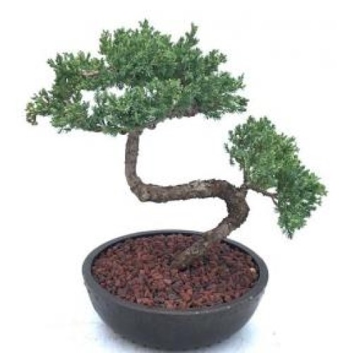 Juniper Bonsai Tree - Trained(juniper procumbens nana)