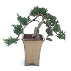 Juniper Bonsai Tree - Trained(juniper procumbens nana)