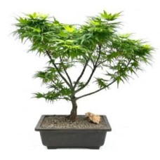 Japanese Green Maple Bonsai Tree
(acer palmatum 'Mikawa Yatsubusa')