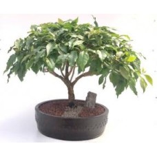 Flowering Bougainvillea Bonsai Tree
(Pink Pixie)