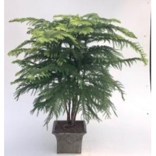 Norfolk Island Pine Bonsai Tree
(araucaria heterophila)