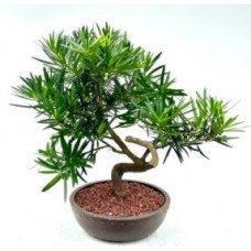 Flowering Podocarpus Bonsai Tree
Curved Trunk Style
(podocarpus macrophyllus)
