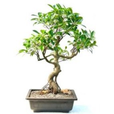 Ficus Retusa Bonsai Tree
Curved Trunk & Tired Branching
(ficus retusa)