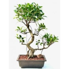 Ficus Retusa Bonsai Tree
Curved Trunk & Tired Branching
(ficus retusa)