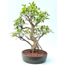 Ficus Retusa Bonsai Tree
Curved Trunk & Tired Branching
(ficus retusa)