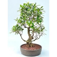 Ficus Retusa Bonsai Tree
Curved Trunk & Tired Branching
(ficus retusa)