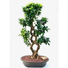 Fruiting Green Emerald Ficus Bonsai Tree
Braided Trunk
(ficus microcarpa)