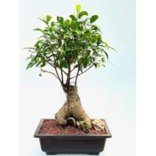 Ginseng Ficus Bonsai Tree
(ficus retusa)