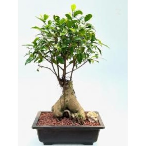 Ginseng Ficus Bonsai Tree
(ficus retusa)