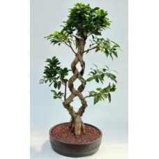 Fruiting Green Emerald Ficus Bonsai Tree
Braided Trunk
(ficus microcarpa)