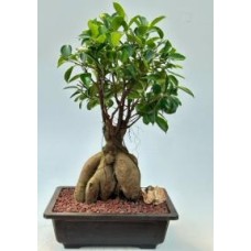 Ginseng Ficus Bonsai Tree
(ficus retusa)