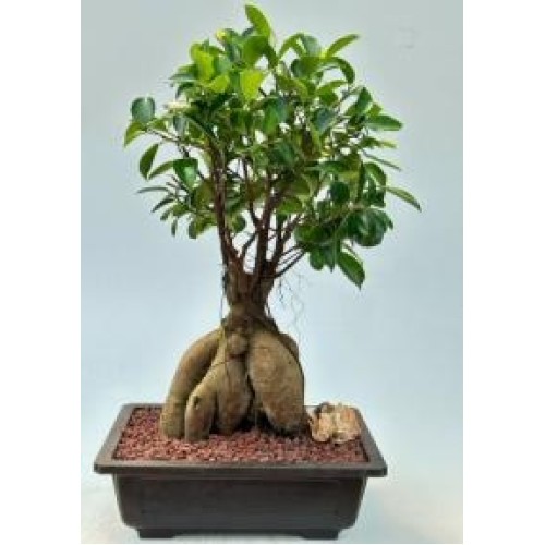 Ginseng Ficus Bonsai Tree
(ficus retusa)