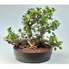Green Island Ficus Bonsai Tree
(ficus microcarpa)