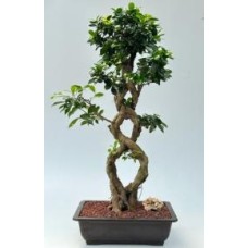 Fruiting Green Emerald Ficus Bonsai Tree
Braided Trunk
(ficus microcarpa)