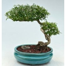 Chinese Flowering White Serissa
Bonsai Tree of a Thousand Stars
Semi Cascade Style
(serissa japonica)