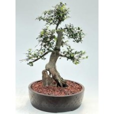 Chinese Elm Bonsai Tree
Root Over Rock Style
(ulmus parvifolia)
