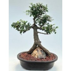 Chinese Elm Bonsai Tree
Root Over Rock Style
(ulmus parvifolia)