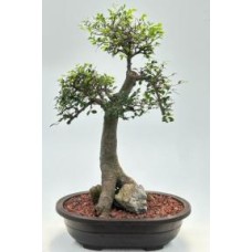 Chinese Elm Bonsai Tree
Root Over Rock Style
(ulmus parvifolia)