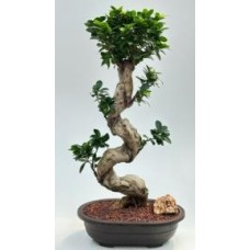 Fruiting Green Emerald Ficus Bonsai Tree
Curved Trunk & Tiered Branching
(ficus microcarpa)