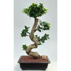 Fruiting Green Emerald Ficus Bonsai Tree
Curved Trunk & Tiered Branching
(ficus microcarpa)