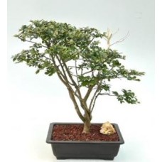 Flowering Diamond Dazzle Crape Myrtle Bonsai Tree
(Lagerstroemia 'PIILAG I')