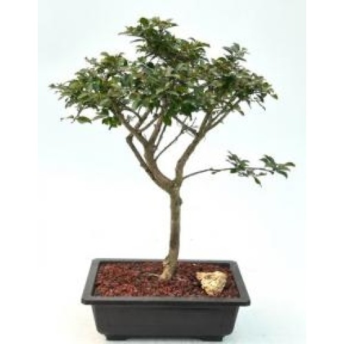 Flowering Razzle Dazzle Crape Myrtle Bonsai Tree
(Lagerstroemia 'Gamad I')