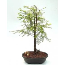 Bald Cypress Bonsai Tree
(taxodium distichum)