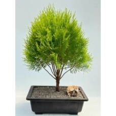 Gold Lawson Cypress Bonsai Tree
(Chamaecyparis lawsoniana 'Kelleriis Gold')