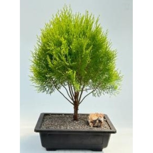 Gold Lawson Cypress Bonsai Tree
(Chamaecyparis lawsoniana 'Kelleriis Gold')