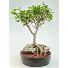 Ficus Retusa Bonsai Tree
Root over Rock Style
(ficus retusa)
