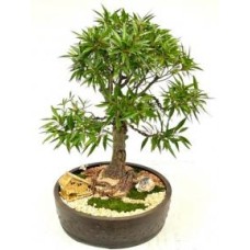 Willow Leaf Ficus Bonsai Tree
(Ficus Nerifolia/Salisafolia)