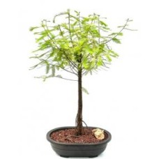 Bald Cypress Bonsai Tree
(taxodium distichum)