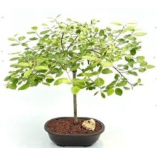 Flowering Weeping Pussy Willow Bonsai Tree
(salix caprea 'pendula')