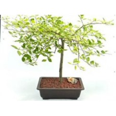 Flowering Weeping Pussy Willow Bonsai Tree
(salix caprea 'pendula')