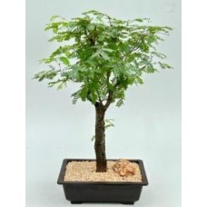 Flowering Horseflesh Mahogany Bonsai Tree
(lysiloma sabicu)