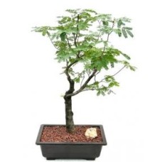 Flowering Horseflesh Mahogany Bonsai Tree
(lysiloma sabicu)