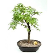 Flowering Horseflesh Mahogany Bonsai Tree
(lysiloma sabicu)
