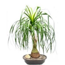 Ponytail Palm Bonsai Tree
(beaucamea recurvata)