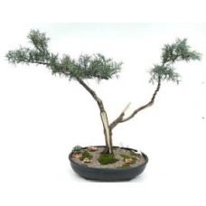 Shimpaku Juniper Bonsai Tree
(shimpaku itoigawa)