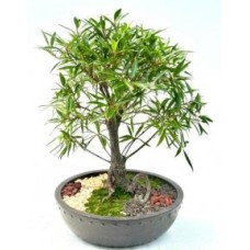 Willow Leaf Ficus Bonsai Tree
(Ficus Nerifolia/Salisafolia)