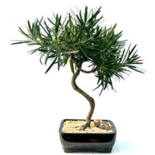 Flowering Podocarpus Bonsai Tree
Curved Trunk Style
(podocarpus macrophyllus)