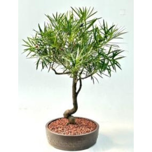 Flowering Podocarpus Bonsai Tree
Curved Trunk Style
(podocarpus macrophyllus)