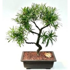 Flowering Podocarpus Bonsai Tree
Curved Trunk & Tiered Branching Style
(podocarpus macrophyllus)