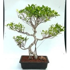 Ficus Retusa Bonsai Tree
Curved Trunk & Tiered Branching
(ficus retusa)