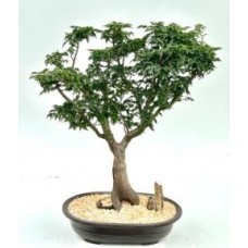 Shishigashira Japanese Maple Bonsai Tree
(acer palmatum 'shishigashira')9