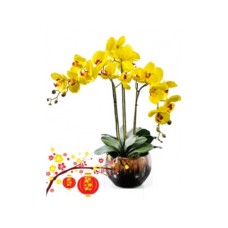 Orchid Of True Happiness (Standard)